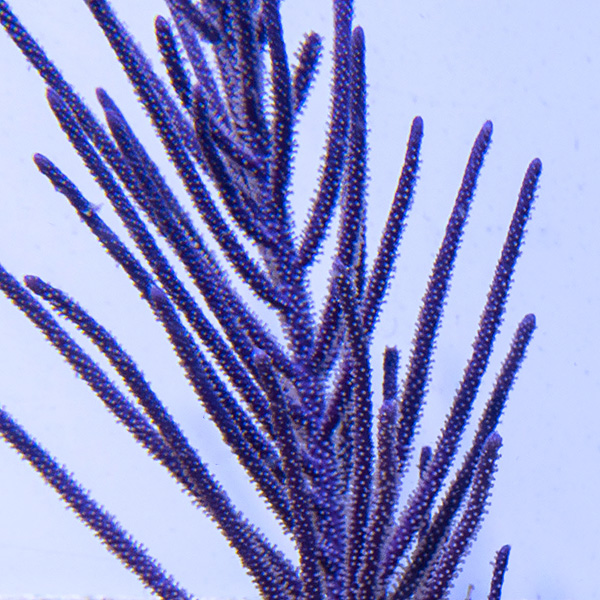 Purple Brush Gorgonian